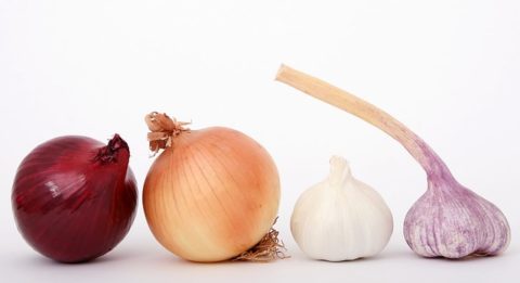 how much onion is toxic to dogs