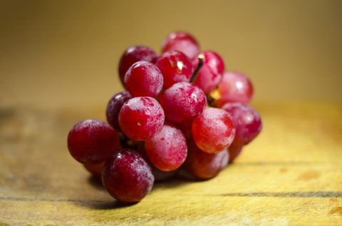 grape toxicity in the dog