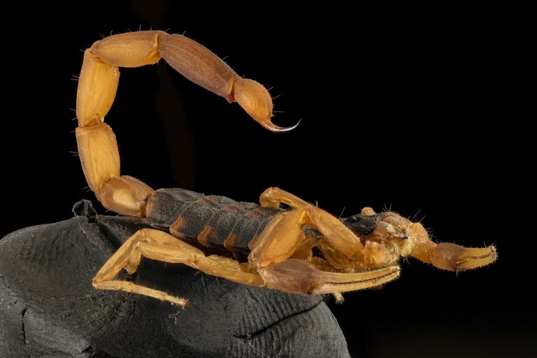 Scorpion sting dog